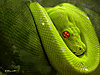 green_snake_514.jpg